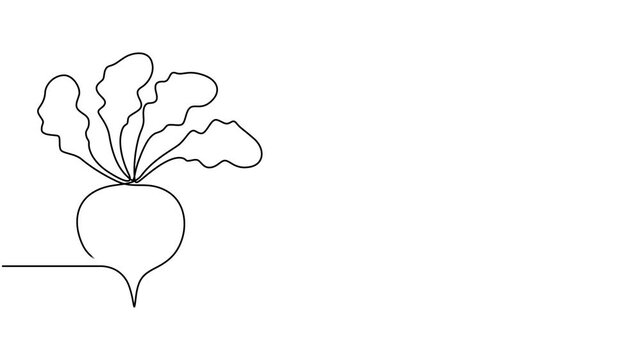 Beetroot continuous one line drawing animation video. Full length single line 4K video clip, Self drawing line animation whole healthy organic beetroot fresh garden beet plant vegetable continuous one