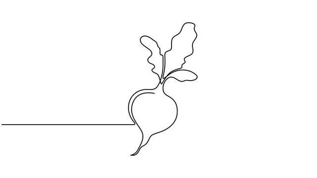 Beetroot continuous one line drawing animation video. Full length single line 4K video clip, Self drawing line animation whole healthy organic beetroot fresh garden beet plant vegetable continuous one