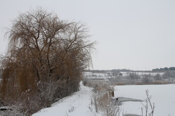 A tree next to a body of water