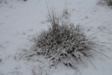A bush covered in snow