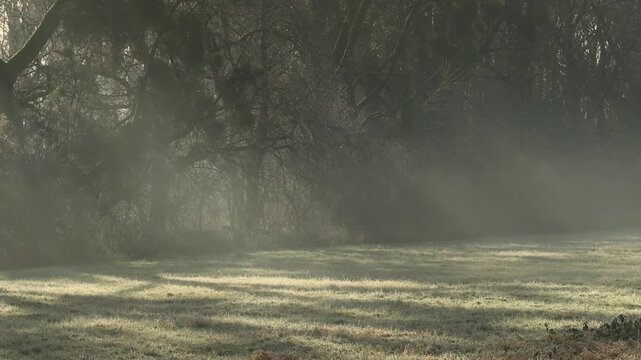 fog and sunshine on the meadow, gloomy winter landscape with morning mist,  dew dripping from the branches, gray eerie atmosphere, damp grass, morning sun, mistletoe in trees