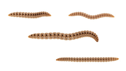 Obraz premium Isolated, elongated, segmented creatures, showcasing beige bodies with dark segments, arranged on a stark black backdrop. Different orientations suggest movement