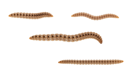 Isolated, elongated, segmented creatures, showcasing beige bodies with dark segments, arranged on a stark black backdrop. Different orientations suggest movement
