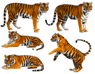 Firefly____Isolated Foam Finger Number One 185863.jpg - Firefly_Clip art set of images of Bengal tigers in context, standing, sleeping, jumping, tran 190877.jpg (2)