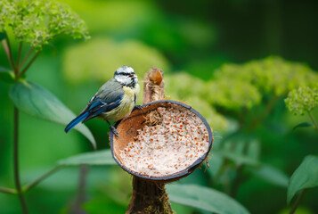 Blue tit chick feeding from suet filled coconut bird feeder in garden © giedriius