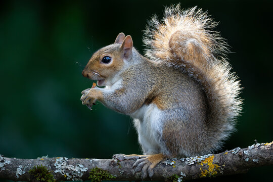 Portrait of cute grey squirrel eating nut on tree branch