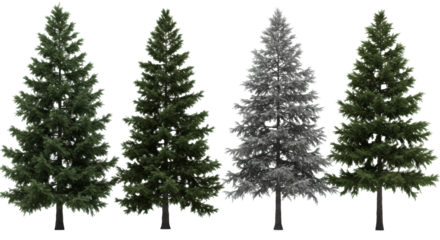 four realistic norway spruce and silver fir evergreen trees with hyperdetailed needles and textural bark, professionally lit on a transparent studio background. architectural visualization concept