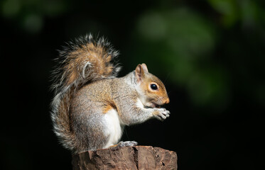 Eastern gray squirrel holds and eats a nut while perched on a tree stump
