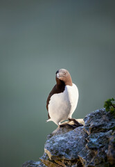 Razorbill seabird perched on cliff edge by ocean