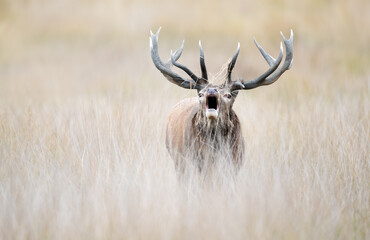 Portrait of a red deer stag roaring during rutting season in autumn