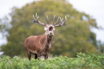 Portrait of a Red deer stag roaring during autumn rut