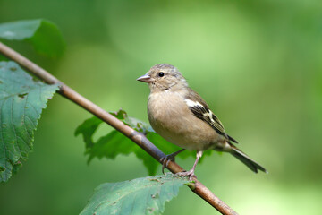 Eurasian chaffinch female perched on tree branch in spring