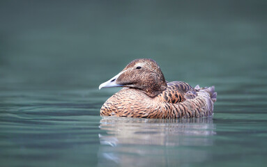  Common eider duck female swimming in calm water