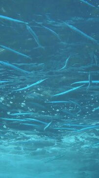 A dense group of needlefish move just under the water&acirc;&euro;&trade;s surface in Pohon Miring, Maluku, Indonesia.