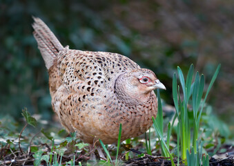 Portrait of a female Common pheasant foraging in meadow