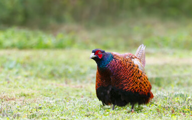 Portrait of a male common pheasant foraging for food in meadow