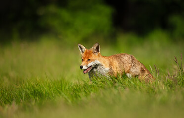 Red fox walking on green grass in meadow