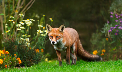 Red fox standing on green grass in flower garden