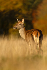 Portrait of female red deer hind standing in tall grass in meadow
