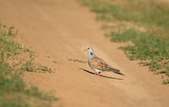 European Turtle Dove perched on a dusty road