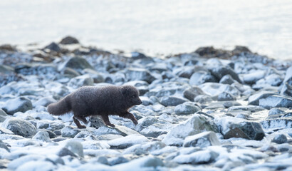 Blue morph Arctic fox walking on coast in snowy white winter landscape