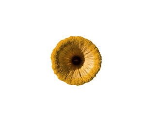 Close up of a yellow flower center with dark brown pistil against png isolated transparent background black background