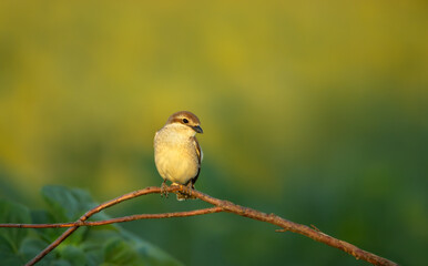 Red-backed Shrike juvenile perched on a tree branch