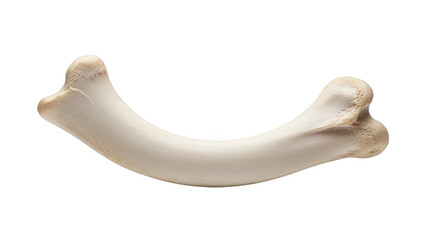 Curved png isolated transparent background white animal bone with textured ends on black background ivory