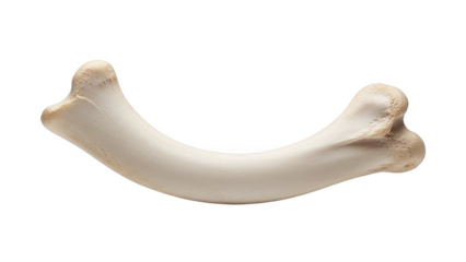 Curved png isolated transparent background white animal bone with textured ends on black background ivory