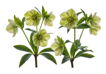 High-key macro photograph of detailed helleborus (lenten rose) flowers and dark green leaves, showing cream, pink, and green blooms against a transparent void. Concept of springtime botanical elegance