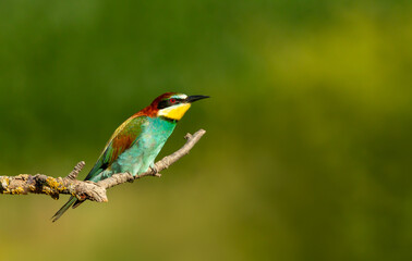 Colorful European bee-eater perched on tree branch during summer