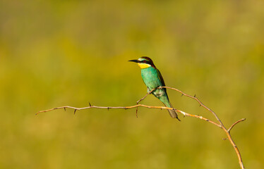 Colorful European bee-eater perched on twig during summer