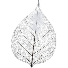Delicate png isolated transparent background white skeleton leaf with intricate vein patterns against a black background