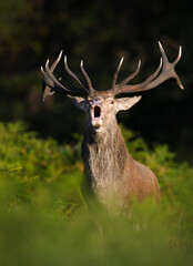 Portrait of a Red deer stag roaring during autumn rut