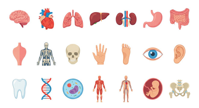 Detailed illustrations of human body parts and systems for medical education and healthcare. Includes brain, heart, lungs, liver, stomach, skeleton, muscles, organs, and more.
