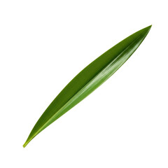 Single green grass leaf with pointed tip against png isolated transparent background black background