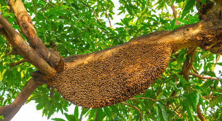 Royal beehive on a tree, lage honeycomb with a lot of bee