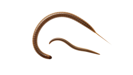 Two brown, slender, worm-like creatures, gracefully curved, against a stark black background. One is larger than the other, both exhibit detailed segments
