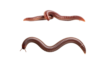 Two earthworms, one knotted, the other curved, isolated against a solid black background, showcasing their detailed segmented bodies