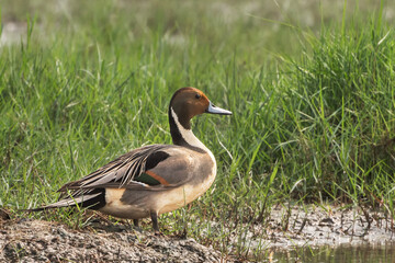 A beautiful close-up view of a male Northern Pintail (Anas acuta), the bird is sitting on a wetland at Mangalajodi, khordha, Odisha, India