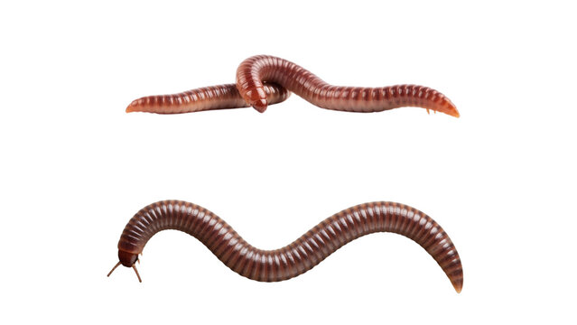 Two earthworms, one knotted, the other curved, isolated against a solid black background, showcasing their detailed segmented bodies