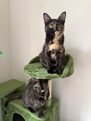 Tortoiseshell Kittens on Cat Tree