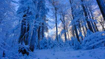 Piękna mrożna zima w górskich lasach © kubikactive
