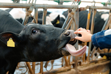 Cow licking person hand in barn with fence in background, sign love animal health care