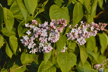 Lilac  (Syringa vulgaris)