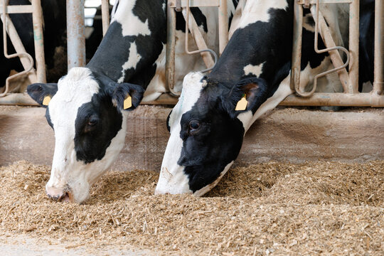 Holstein cows feeding on hay in barn