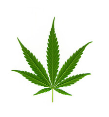 Hanfblatt  isoliert auf weissem Hintergrund