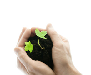 Junges Ahornblatt in einer Hand