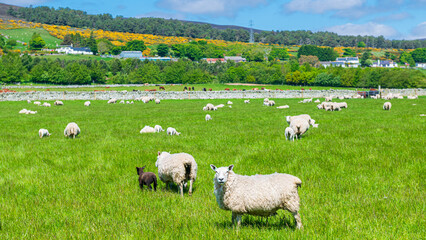 Fototapeta premium Paysage écossais d'un troupeau de mouton paissant dans un pré verdoyant, une colline boisée dans le fond, Royaume-Uni