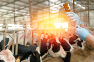 Veterinarian administering medication to cows in modern dairy farm © Parilov